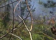 Kerusakan Hutan di Wilayah Tulungagung Selatan Memprihatinkan