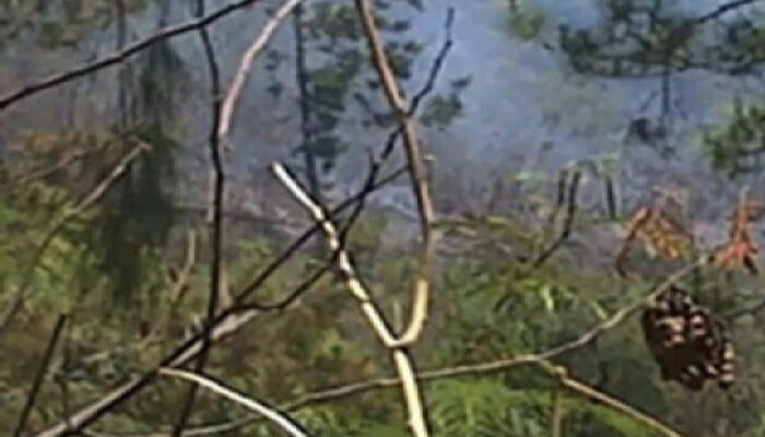 Kerusakan Hutan di Wilayah Tulungagung Selatan Memprihatinkan