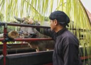 Nyadran Dam Bagong Trenggalek Ditandai Sedekahan Daging Kerbau