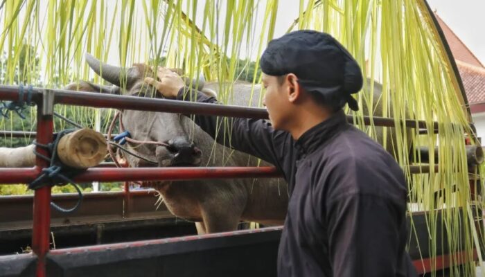 Nyadran Dam Bagong Trenggalek Ditandai Sedekahan Daging Kerbau