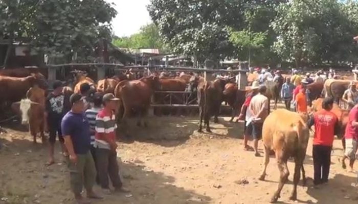 Mendekati Hari Raya Idul Adha Harga Sapi di Blitar Melonjak