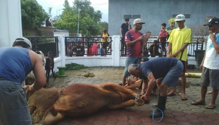 Di Tulungagung Ratusan Kantong Daging Kurban Dibagikan Masjid Al- Hidayah Dan Baitunnur