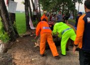 Hujan Deras Disertai Angin Kencang Dua Pohon Besar di Tulungagung Tumbang