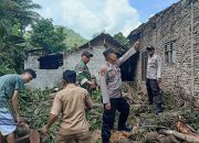 Rumah Warga Trenggalek Rusak Ditimpa Pohon Raksasa