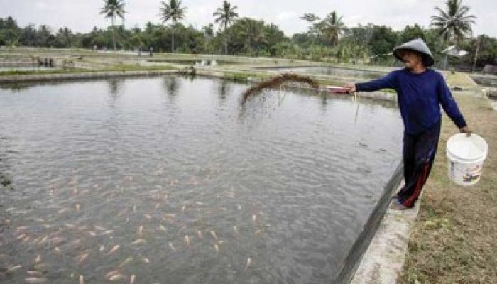 Pembudidaya Ikan Wajak Lor Tulungagung Terima Bantuan