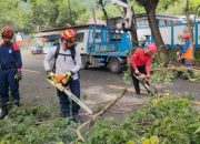 Demi Keselamatan Pengguna Jalan , BPBD Trenggalek Pangkas pohon 