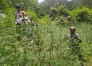 Temuan Ladang Ganja di Bromo, Mau Jadi Apa Negara Ini?
