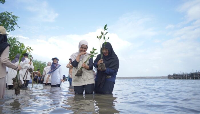 LMI Tanam 1000 Mangrove di Pantai Baros, Peduli Lingkungan Laut