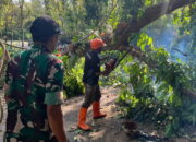 TNI dan BPBD Trenggalek Sinergi, Potong Pohon Rawan Tumbang di Panggul