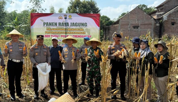 Panen Raya Jagung, Wujud Dukungan Polres Trenggalek untuk Ketahanan Pangan