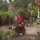 Aksi Tanam Pohon Pisang, Warga Tanggunggunung, Tulungagung Desak Perbaikan Jalan
