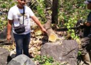 Operasi Gabungan! Tiga Penebang Liar di Hutan Bungatan Situbondo Diringkus, Puluhan Batang Jati Disita