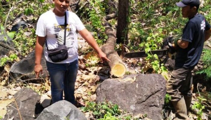 Operasi Gabungan! Tiga Penebang Liar di Hutan Bungatan Situbondo Diringkus, Puluhan Batang Jati Disita