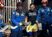 Detik-Detik Ular Piton Masuk Kandang Ayam di Trenggalek, Dievakuasi Petugas Setelah Telan Ayam