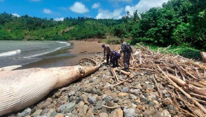 Bangkai Paus Raksasa di Pantai Tulungagung: Kesulitan Evakuasi dan Misteri Kematian