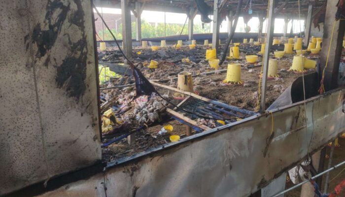 Mencekam! Kandang Ayam Dua Lantai di Ponorogo Hangus Dilalap Api, 7.000 Ekor Ayam Mati