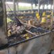 Mencekam! Kandang Ayam Dua Lantai di Ponorogo Hangus Dilalap Api, 7.000 Ekor Ayam Mati