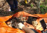 MISTERI LERENG GUNUNG! Warga Tulungagung Kaget Temukan Kerangka Manusia Lengkap dengan Gigi Palsu Saat Cari Kroto