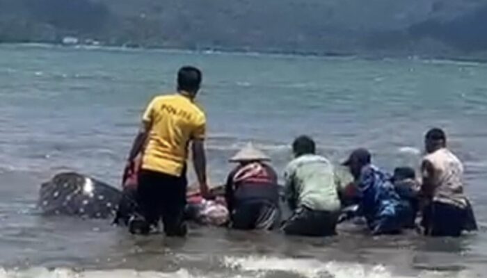 Kaget Ada Gerakan Besar Jelang Jumat, Nelayan Trenggalek Temukan Hiu Tutul Terdampar