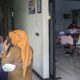 DARURAT GIZI GRATIS: Puluhan Siswa di Tulungagung Keracunan Massal, Dapur SPPG Langsung Ditutup