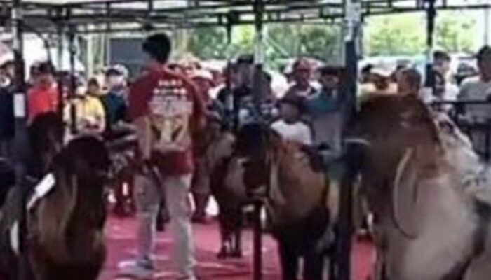 Pengukuhan Identitas Lokal: Kambing Jerabang Diusulkan Jadi Galur Unggulan Tulungagung