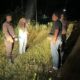 Drama Begal Gadungan di JLS Trenggalek: Karyawan Kios Buah Kepergok Tilap Uang Semangka Rp5 Juta