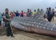 Bukan Yang Pertama: Hiu Paus Raksasa Mati Terdampar di Pantai Bayem Tulungagung, Evakuasi Libatkan Alat Berat Ekskavator