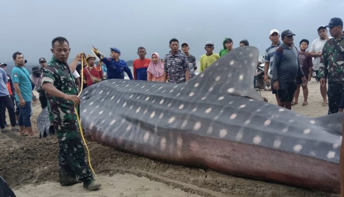 Bukan Yang Pertama: Hiu Paus Raksasa Mati Terdampar di Pantai Bayem Tulungagung, Evakuasi Libatkan Alat Berat Ekskavator