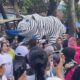 Berkah Viral Macan Putih, Balongjeruk Kediri ‘Meledak’ Ekonomi, Warga Usulkan Car Free Day Permanen