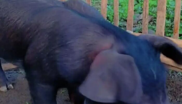 Heboh Isu “Babi Ngepet” di Desa Pakel Tulungagung: Warga Tunggu Perubahan Bentuk Hingga Siang Hari