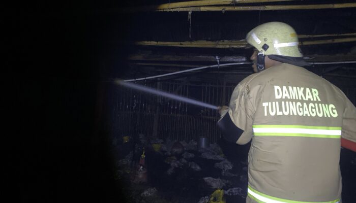 Kandang Ayam di Besuki Tulungagung Ludes Terbakar, 4.000 Ekor Ayam Siap Panen Hangus Jadi Abu