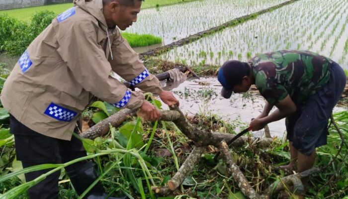Rumah dan Kandang Ternak Warga Sumbergempol Tulungagung Porak Poranda, Pohon Jati Tumbang Tutupi Jalan Raya