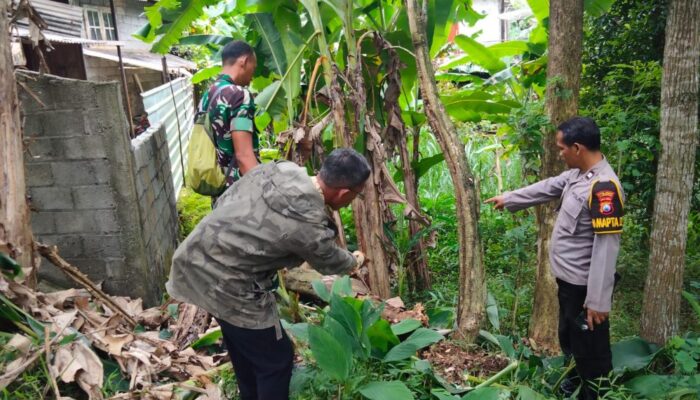 Gerak Cepat Evakuasi Pohon Jati Raksasa yang Timpa Rumah Warga Pagerwojo Tulungagung