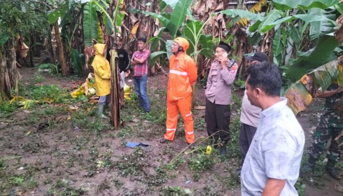 Pohon Trembesi Raksasa Timpa Rumah Warga Bono Tulungagung