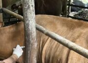 PMK Kembali Mengganas di Trenggalek: Puluhan Sapi Tumbang, 1 Pedhet Mati, Tim Vaksinator Gerak Cepat!