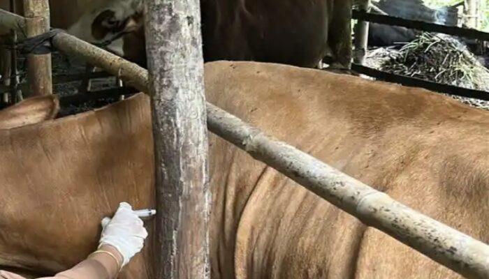 PMK Kembali Mengganas di Trenggalek: Puluhan Sapi Tumbang, 1 Pedhet Mati, Tim Vaksinator Gerak Cepat!