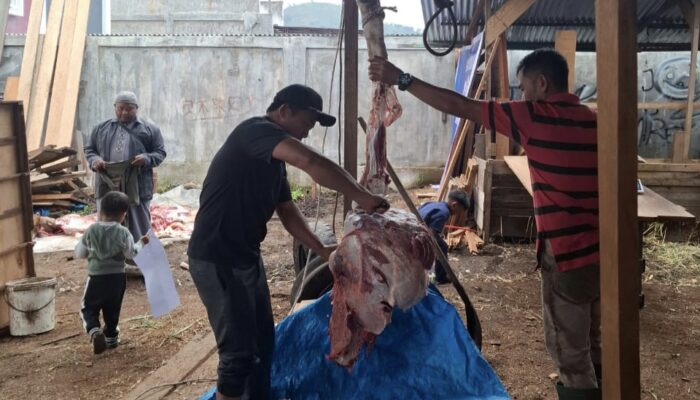 Jaga Tradisi Meugang, Laznas LMI Salurkan Daging Sapi untuk Penyintas Bencana di Aceh Tengah