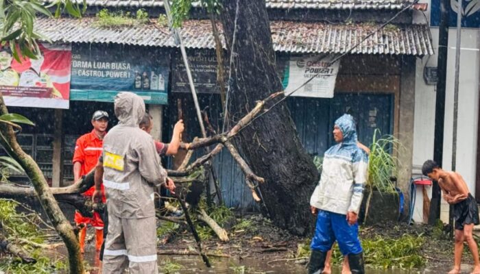 Pohon Besar Tumbang, Jalan Raya Sumbergempol Tulungagung Sempat Lumpuh