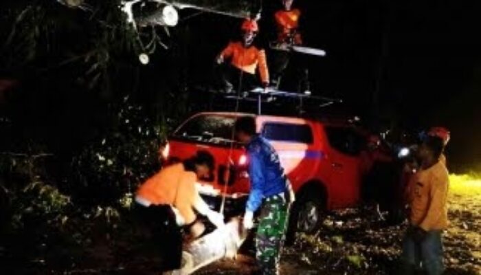 Jalur Nasional Trenggalek-Ponorogo Sempat Lumpuh! Pohon Sengon Raksasa Tumbang di Nglinggis, Listrik Sejumlah Desa Padam