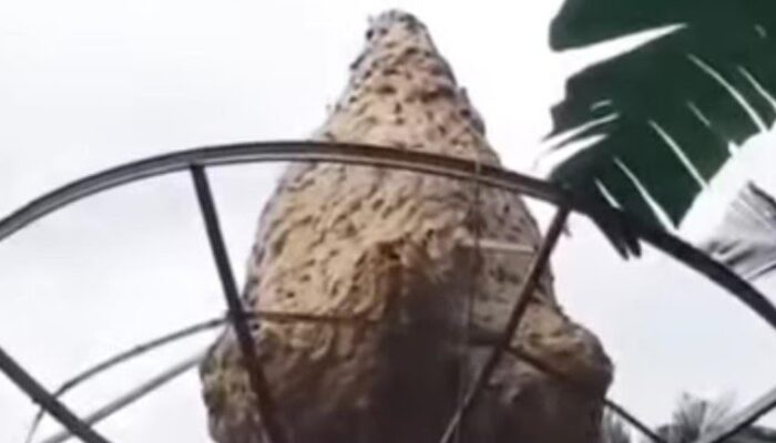 Ngeri! Sarang Tawon Vespa 1,5 Meter “Nangkring” di Antena Parabola Warga Suruh Trenggalek, Dievakuasi Pakai Api