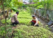 Polisi dan Babinsa di Nganjuk Sulap Lahan Pekarangan Jadi Ladang Sawi Cuan