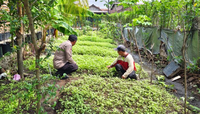 Polisi dan Babinsa di Nganjuk Sulap Lahan Pekarangan Jadi Ladang Sawi Cuan
