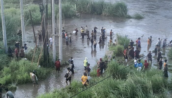 Momen Flushing Sungai Brantas, Ratusan Warga Serbu Kawasan Ngujang 2 Tulungagung untuk Berburu Ikan
