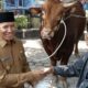 Presiden Prabowo Sumbang Sapi Kurban 1,1 Ton untuk Warga Boyolangu Tulungagung