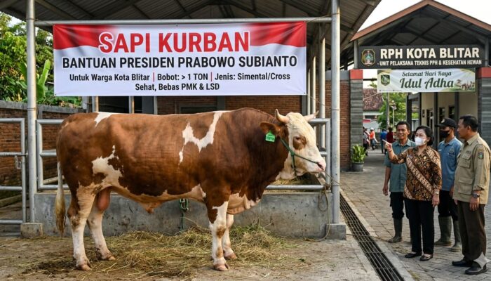 Bernilai Rp100 Juta, Sapi Jumbo Asal Kediri Dipilih Jadi Kurban Presiden Prabowo di Blitar