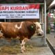 Bernilai Rp100 Juta, Sapi Jumbo Asal Kediri Dipilih Jadi Kurban Presiden Prabowo di Blitar