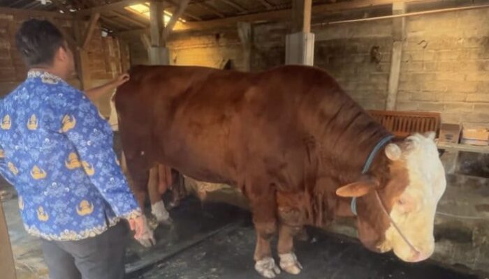 Sempat Sekarat Dihantam Wabah PMK, Sapi Monster 1,37 Ton Asal Trenggalek Ini Berhasil Dipinang Presiden Prabowo Rp98 Juta!