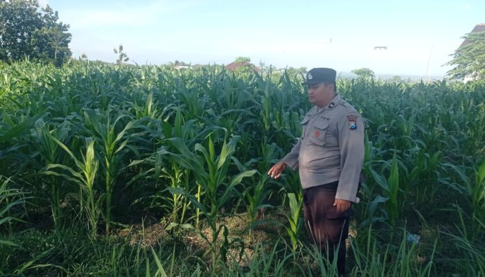 Dukung Asta Cita Ketahanan Pangan, Bhabinkamtibmas Polres Tulungagung Terjun Langsung Kawal Kebun Jagung di Kauman