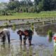 Sinergi di Sawah, Cara TNI di Kabupaten Tulungagung Motivasi Petani Lokal Agar Mandiri Pangan