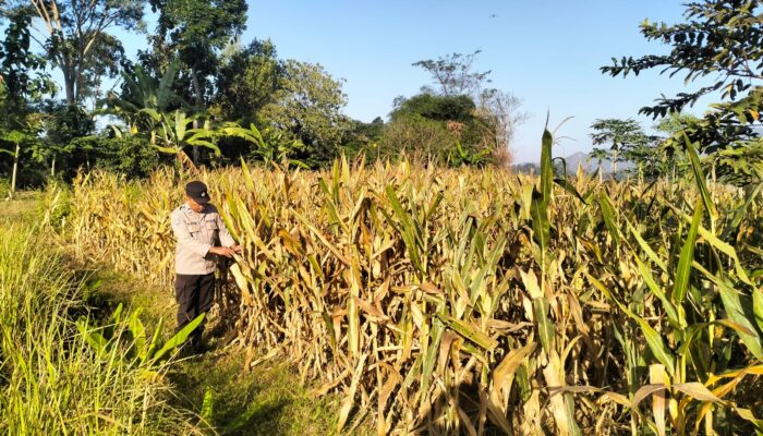 Demi menjaga hubungan Lebih Dekat dengan Petani Kanit Binmas Polsek Gondang terjun ke lapangan